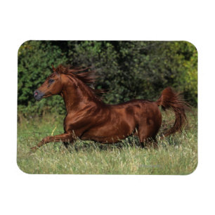 Arabische Stallion in de gras Magneet