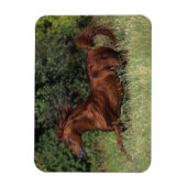 Arabische Stallion in de gras Magneet (Verticaal)