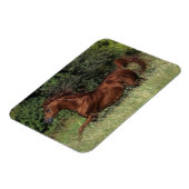 Arabische Stallion in de gras Magneet (Linkerzijde)