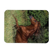 Arabische Stallion in de gras Magneet (Horizontaal)