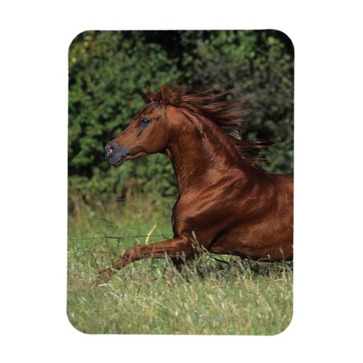 Arabische Stallion in de gras Magneet (Verticaal)
