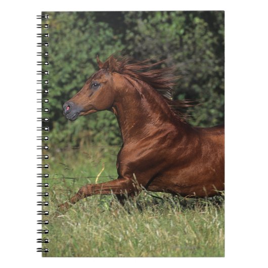 Arabische Stallion in de gras Notitieboek (Voorkant)