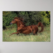 Arabische Stallion in de gras Poster (Voorkant)
