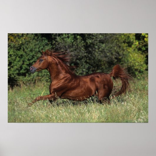 Arabische Stallion in de gras Poster (Voorkant)