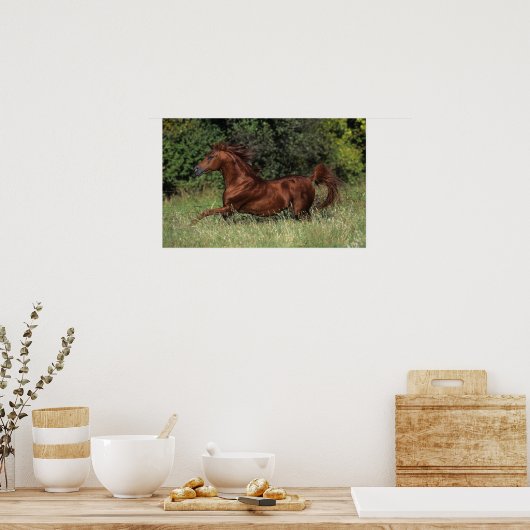 Arabische Stallion in de gras Poster (Keuken)