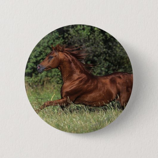 Arabische Stallion in de gras Ronde Button 5,7 Cm (Voorkant)