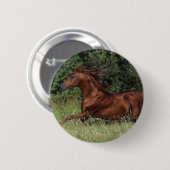 Arabische Stallion in de gras Ronde Button 5,7 Cm (Voorkant /achterkant)