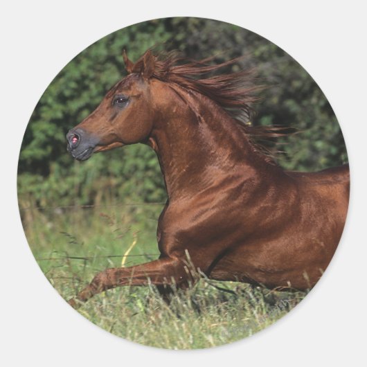 Arabische Stallion in de gras Ronde Sticker (Voorkant)