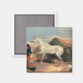 Arabische Stallion Magneet (Voorkant / Achterkant)