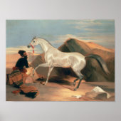 Arabische Stallion Poster (Voorkant)