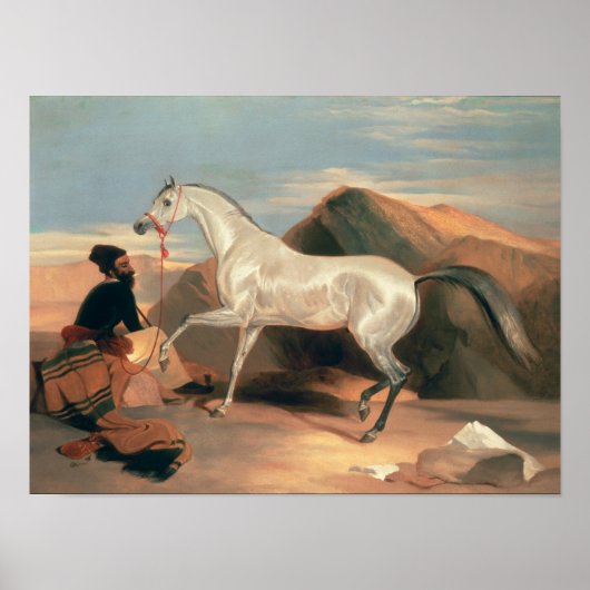 Arabische Stallion Poster (Voorkant)