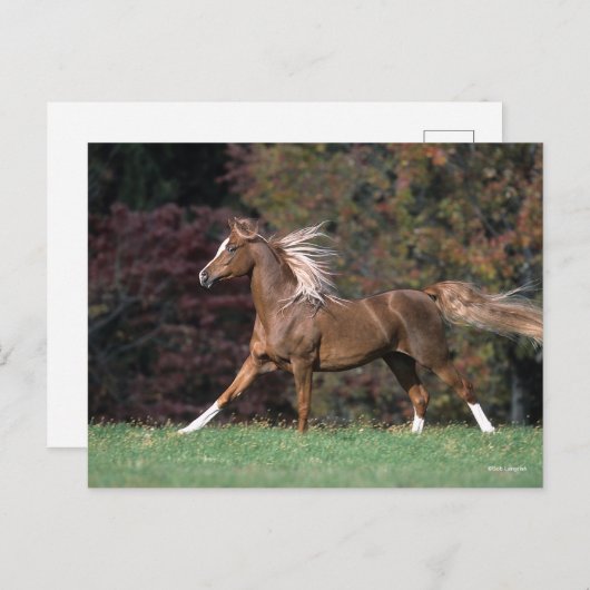 Arabische Stallion stromend mane en staart Briefkaart (Voorkant / Achterkant)