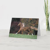 Arabische Stallion stromend mane en staart Kaart (Voorkant)
