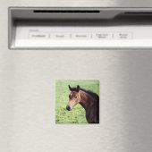 Arabische veulen magneet (Insitu (Vaatwasser))