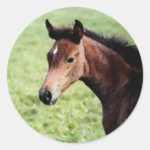 arabische veulens Sticker