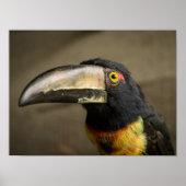 Aracari Poster (Voorkant)