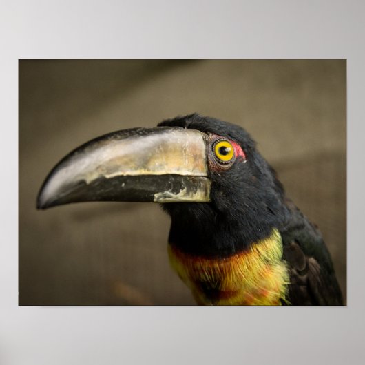 Aracari Poster (Voorkant)