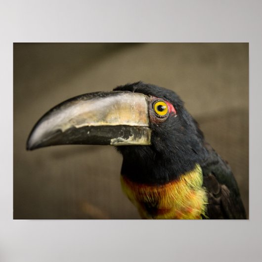 Aracari Poster (Voorkant)