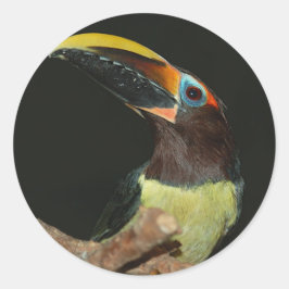 Aracari Toucan met zwarte hals Ronde Sticker