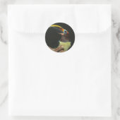 Aracari Toucan met zwarte hals Ronde Sticker (Tas)