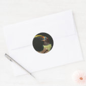 Aracari Toucan met zwarte hals Ronde Sticker (Envelop)