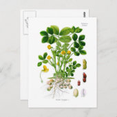 Arachis hypogaea (Peanut) Briefkaart (Voorkant / Achterkant)