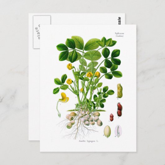 Arachis hypogaea (Peanut) Briefkaart (Voorkant / Achterkant)