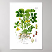 Arachis hypogaea (Peanut) Poster (Voorkant)