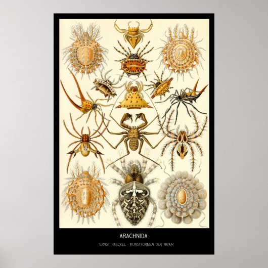 Arachnida - Bord 58 - Kunstformen der Natur Poster (Voorkant)