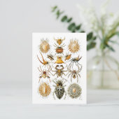Arachnida (Spiders) Ernst Haeckel Fine Art Briefkaart (Staand voorkant)