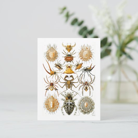 Arachnida (Spiders) Ernst Haeckel Fine Art Briefkaart (Staand voorkant)
