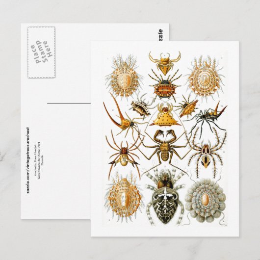 Arachnida (Spiders) Ernst Haeckel Fine Art Briefkaart (Voorkant / Achterkant)