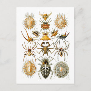 Arachnida (Spiders) Ernst Haeckel Fine Art Briefkaart
