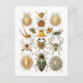 Arachnida (Spiders) Ernst Haeckel Fine Art Briefkaart (Voorkant)