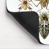 Arachnida (Spiders), Ernst Haeckel Fine Art Muismat (Hoek)