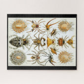 Arachniden door Ernest Haeckel  illustratie Legpuzzel (Horizontaal)