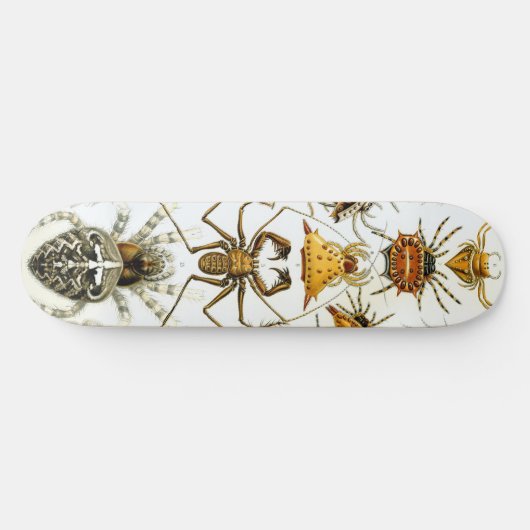 Arachniden door Ernest Haeckel  illustratie Persoonlijk Skateboard (Horizontaal)