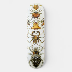 Arachniden door Ernest Haeckel  illustratie Persoonlijk Skateboard