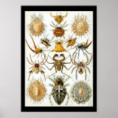 Arachniden door het poster Ernest Haeckel (Voorkant)