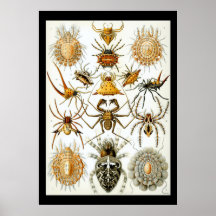 Arachniden door het poster Ernest Haeckel