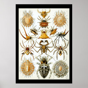 Arachniden door het poster Ernest Haeckel