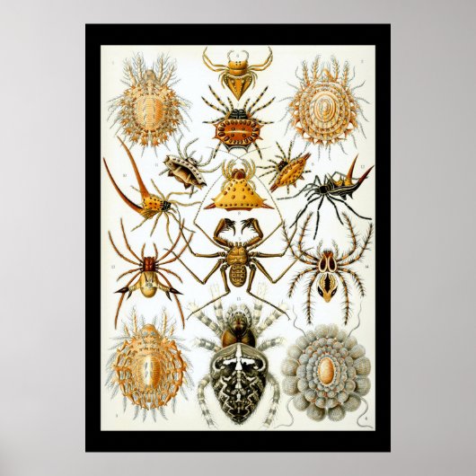 Arachniden door het poster Ernest Haeckel (Voorkant)