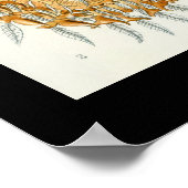 Arachniden door het poster Ernest Haeckel (Hoek)