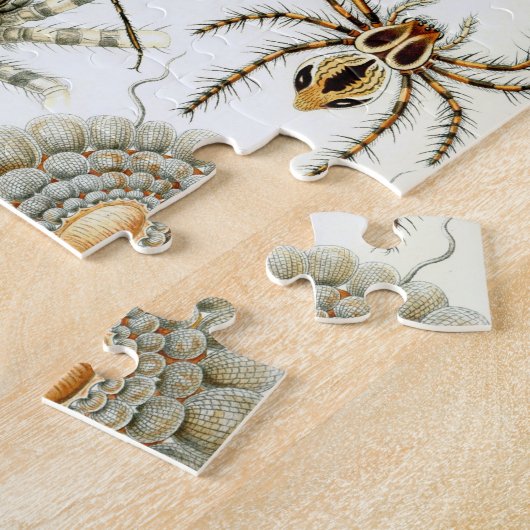 Arachniden van Ernst Haeckel,  Spinnen Legpuzzel (Zijkant)