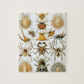 Arachniden van Ernst Haeckel,  Spinnen Legpuzzel (Verticaal)