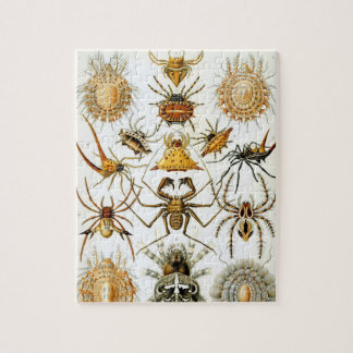 Arachniden van Ernst Haeckel, Spinnen Legpuzzel