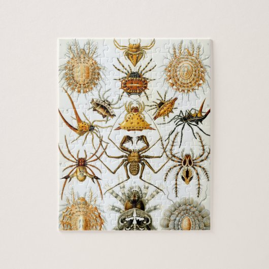 Arachniden van Ernst Haeckel,  Spinnen Legpuzzel (Verticaal)