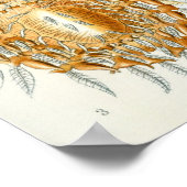 Arachniden van Ernst Haeckel,  Spinnen Poster (Hoek)