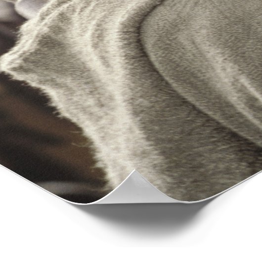 Aragón met paard poster (Hoek)