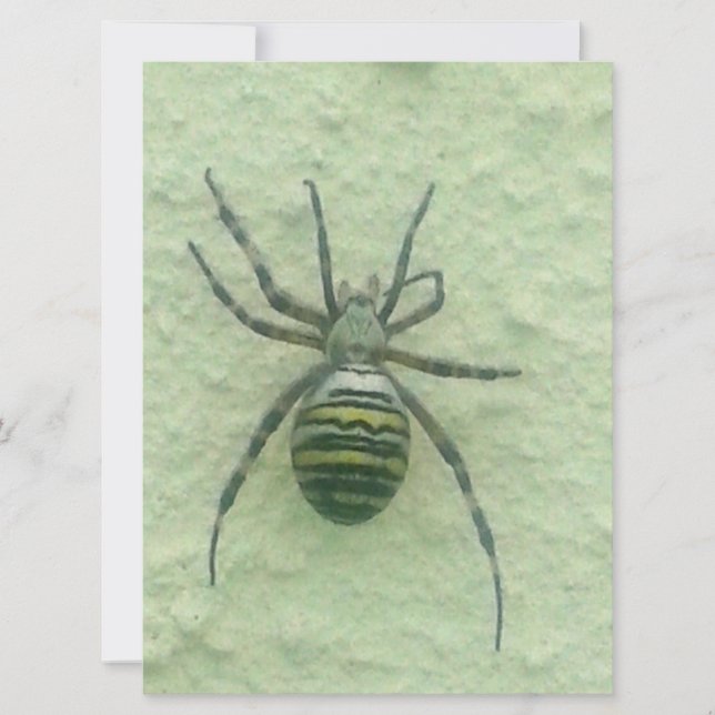 Araignespin (Voorkant)